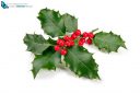 holly with bright red berry isolated on white