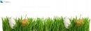 Easter eggs hidden in green grass banner, cut out isolated on white background for template