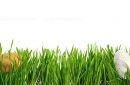 Easter eggs hidden in green grass banner, cut out isolated on white background for template