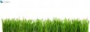 Panorama green grass or catnip cut out and isolated on white background