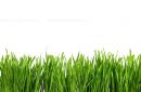 Panorama green grass or catnip cut out and isolated on white background