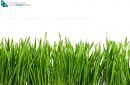 Greasy green grass cut out and isolated on white background for template and banner design