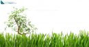 Tree in the middle of a green grass banner, cut out and isolated on white background for pattern