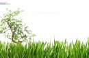 Tree in the middle of a green grass banner, cut out and isolated on white background for pattern