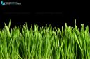 Greasy green grass cut out and isolated on black