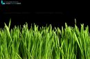 Greasy green grass cut out and isolated on black