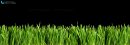 Panorama green grass or catnip cut out and isolated on balck background