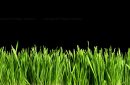 Panorama green grass or catnip cut out and isolated on balck background