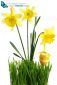 Green grass with bunch of daffodils and spring Easter egg cut out and isolated on white background