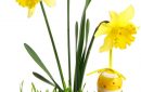 Green grass with bunch of daffodils and spring Easter egg cut out and isolated on white background