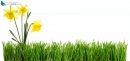 green grass with flower bouquet  cut out and isolated on white background