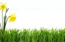 green grass with flower bouquet  cut out and isolated on white background