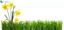 green grass with flower bouquet and easter egg cut out and isolated on white background