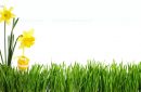 green grass with flower bouquet and easter egg cut out and isolated on white background