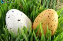 Two close-up Easter eggs hidden in green grass
