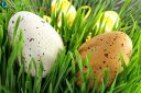 Easter eggs hidden in green grass for the French April holidays
