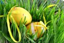 Close-up Easter yellow eggs with node hidden in green grass