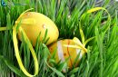 Close-up Easter yellow eggs with node hidden in green grass