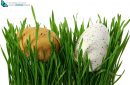 Easter eggs hidden in green grass, cut out and isolated on white background