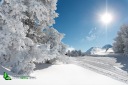 Sapins enneigés