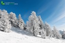 Paysage de neige poudreuse