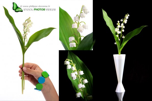 Muguet de 1 er mai isolé sur fond