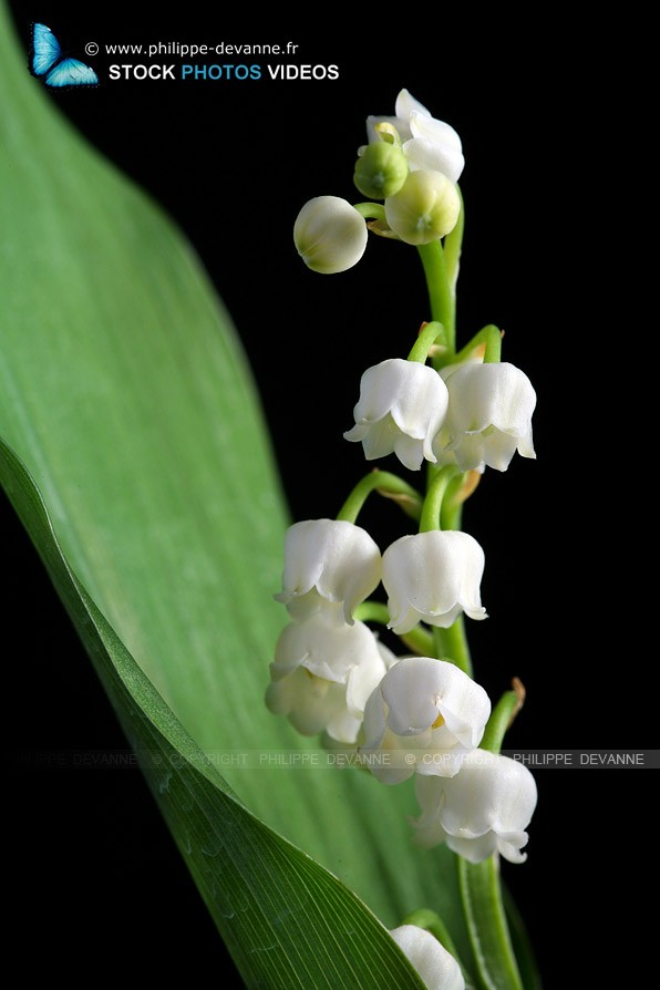 Muguet de 1 er mai isolé sur fond noir