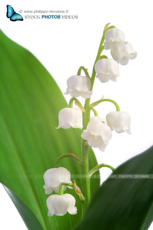 Muguet de 1 er mai isolé sur fond blanc