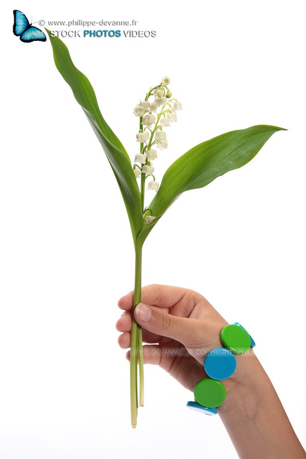 Muguet de 1 er mai isolé sur fond blanc